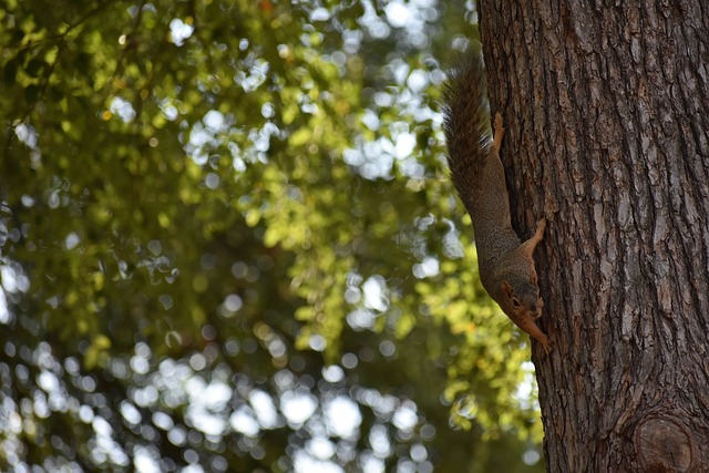 进攻组织不 进攻组织不