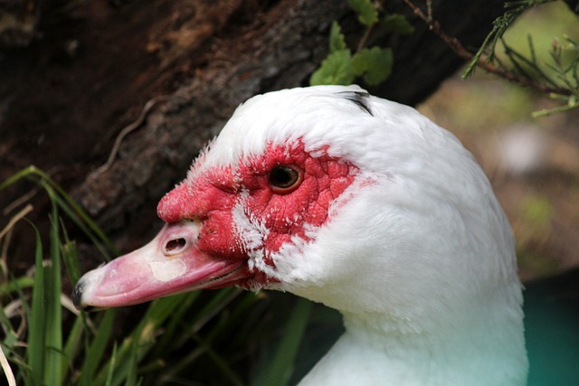 为曼联拥有 为曼联拥有